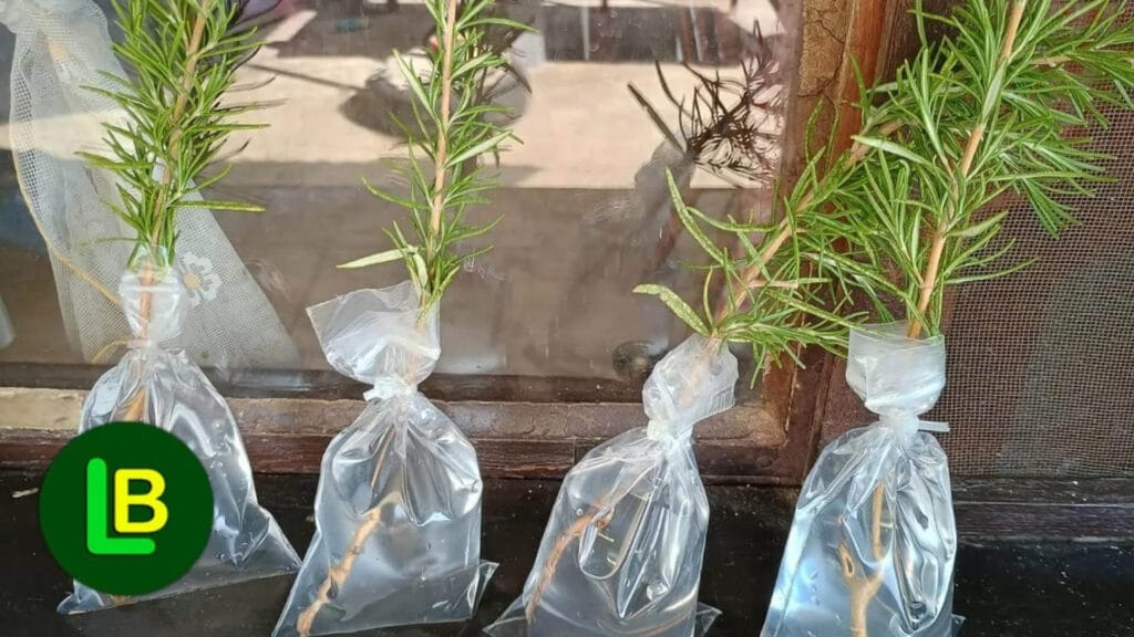 ویدیو آموزش قلمه زنی و تکثیر نهال درختان و گیاهان